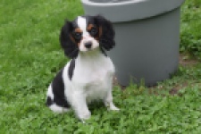 Cavalier King Charles Spaniel (reu) 79527