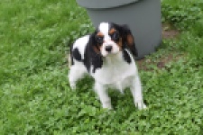 Cavalier King Charles Spaniel (reu) 79527