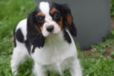 Cavalier King Charles Spaniel (reu) 79527