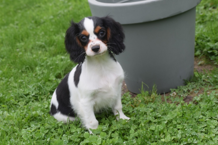 Cavalier King Charles Spaniel (reu) 79527