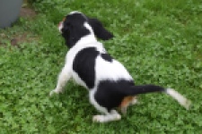 Cavalier King Charles Spaniel (reu) 79527