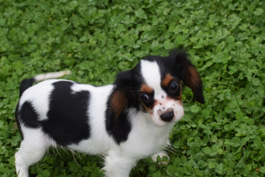 Cavalier King Charles Spaniel (reu) 79527