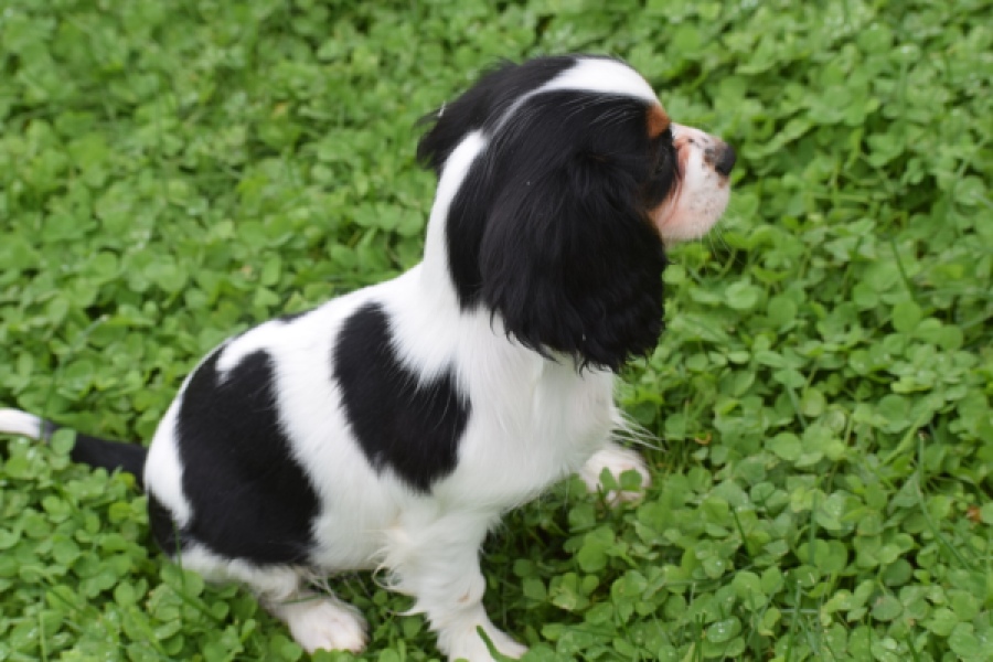 Cavalier King Charles Spaniel (reu) 79527
