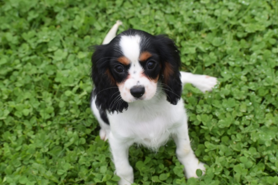 Cavalier King Charles Spaniel (teef) 81002