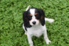 Cavalier King Charles Spaniel (teef) 81002