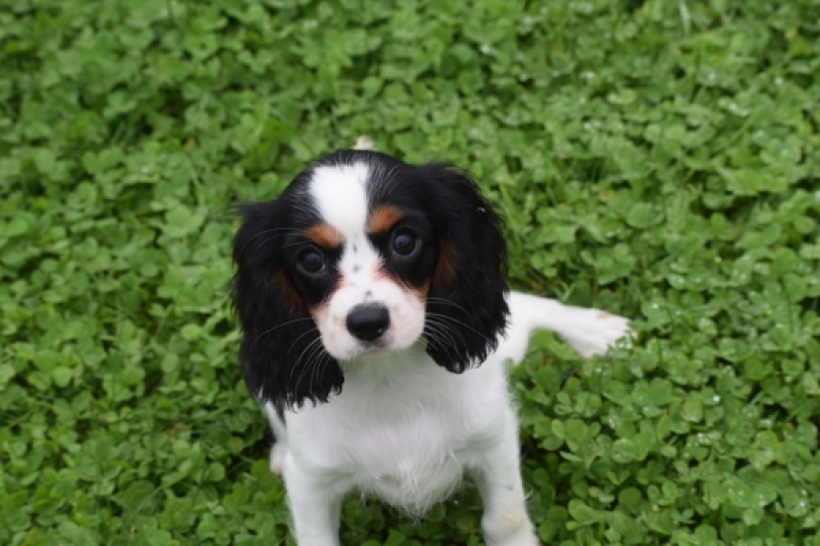 Cavalier King Charles Spaniel (teef) 81002