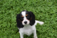 Cavalier King Charles Spaniel (teef) 81002