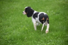 Cavalier King Charles Spaniel (teef) 81002