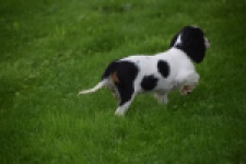 Cavalier King Charles Spaniel (teef) 81002