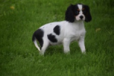 Cavalier King Charles Spaniel (teef) 81002