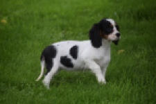 Cavalier King Charles Spaniel (teef) 81002
