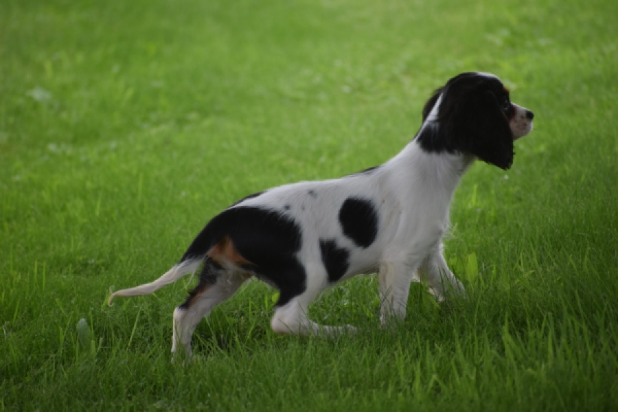 Cavalier King Charles Spaniel (teef) 81002