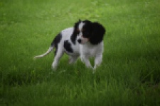 Cavalier King Charles Spaniel (teef) 81002