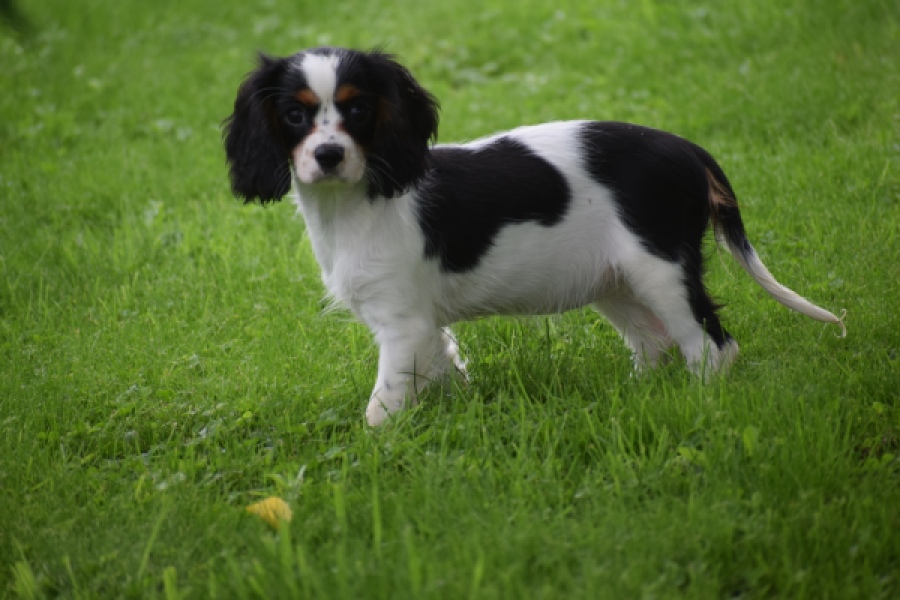 Cavalier King Charles Spaniel (teef) 81002