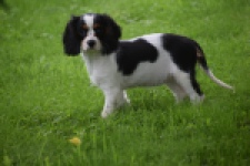 Cavalier King Charles Spaniel (teef) 81002