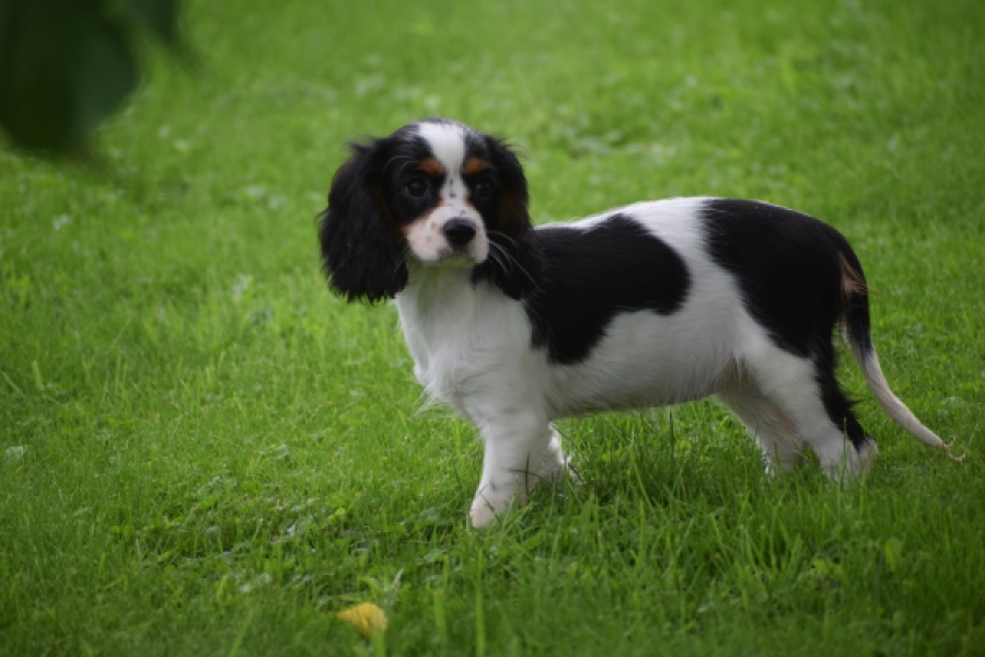 Cavalier King Charles Spaniel (teef) 81002