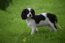 Cavalier King Charles Spaniel (teef) 81002