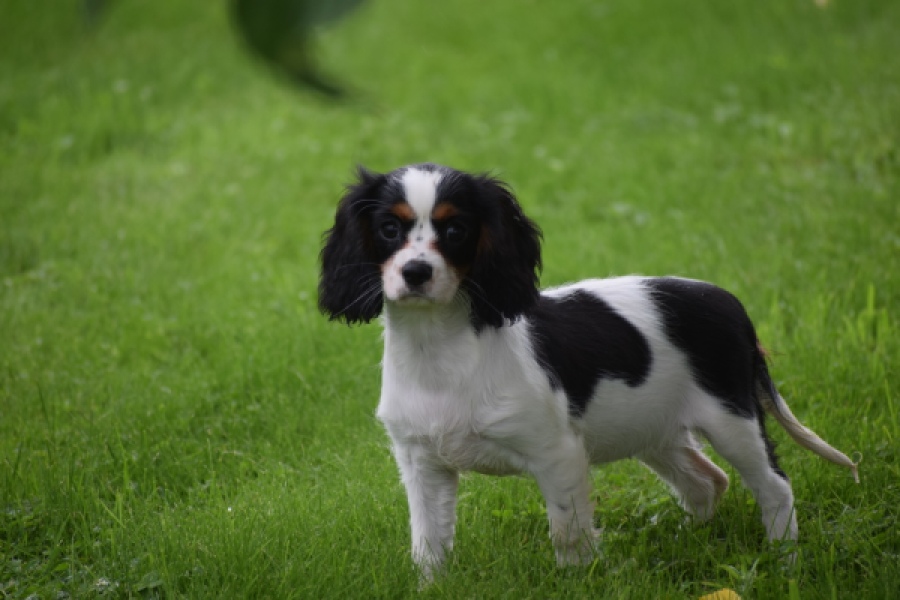 Cavalier King Charles Spaniel (teef) 81002