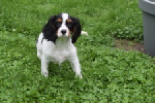 Cavalier King Charles Spaniel (reu) 79605