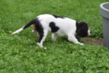 Cavalier King Charles Spaniel (reu) 79605