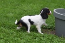 Cavalier King Charles Spaniel (reu) 79605