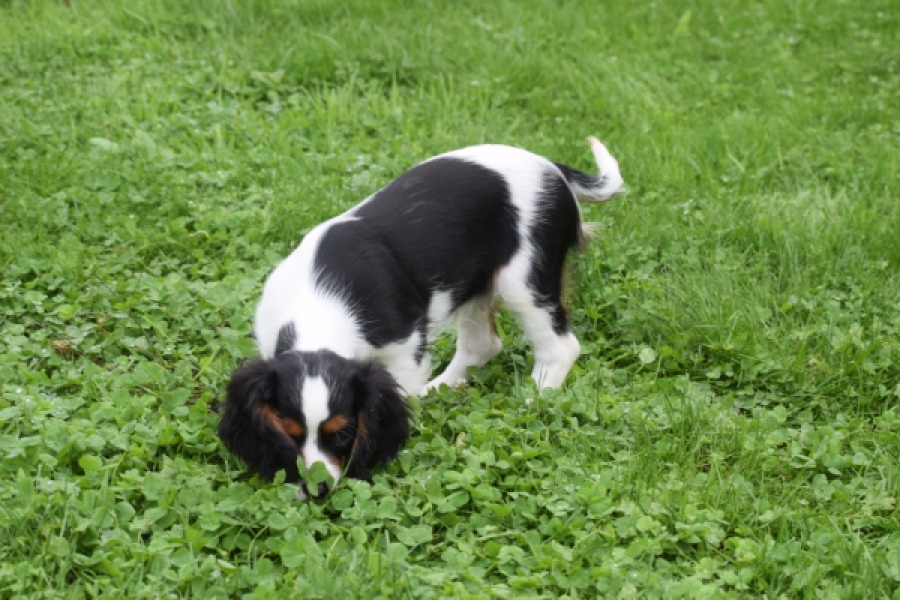 Cavalier King Charles Spaniel (reu) 79605