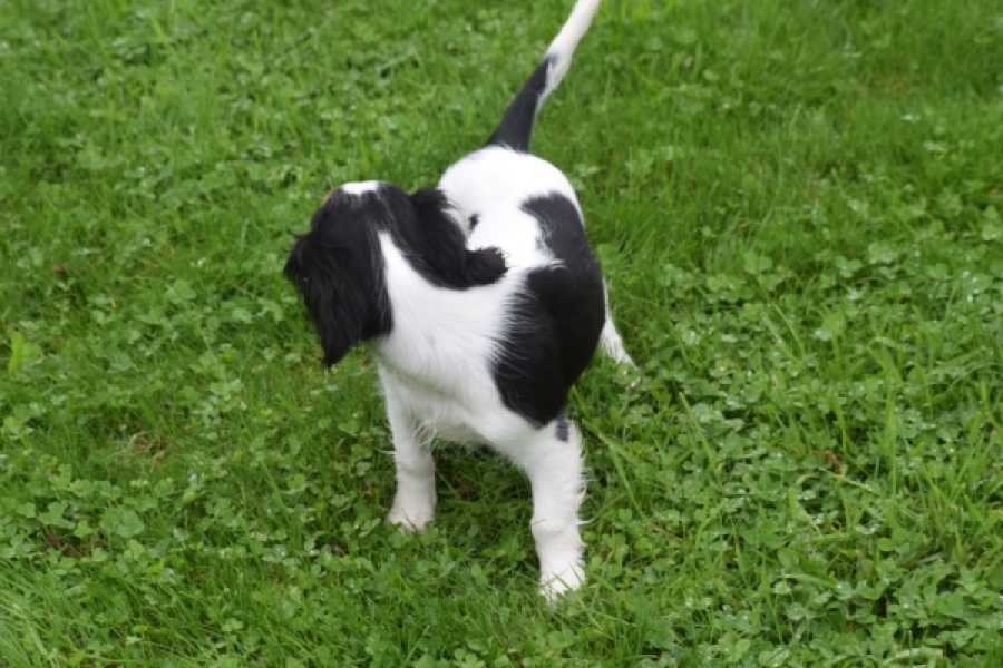 Cavalier King Charles Spaniel (reu) 79605
