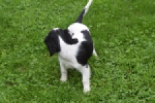 Cavalier King Charles Spaniel (reu) 79605