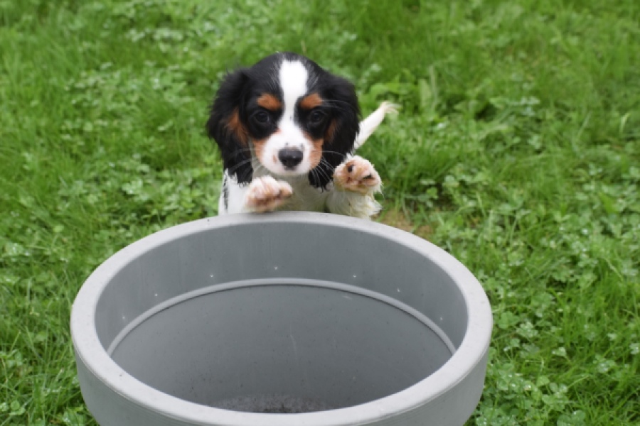 Cavalier King Charles Spaniel (reu) 79605