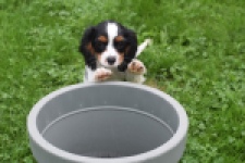 Cavalier King Charles Spaniel (reu) 79605