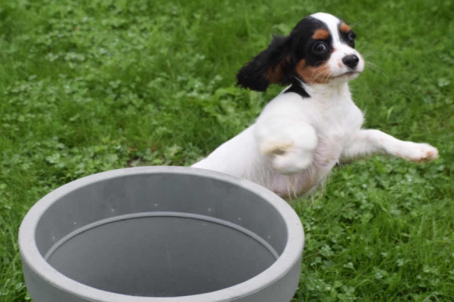 Cavalier King Charles Spaniel (reu) 79605