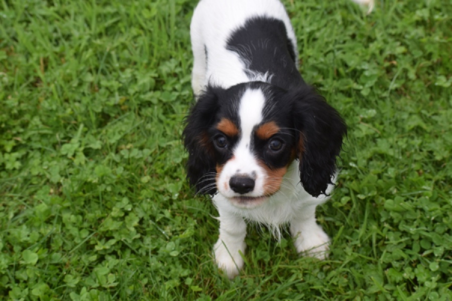 Cavalier King Charles Spaniel (reu) 79605