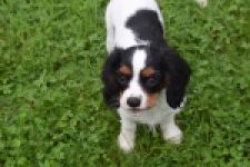 Cavalier King Charles Spaniel (reu) 79605