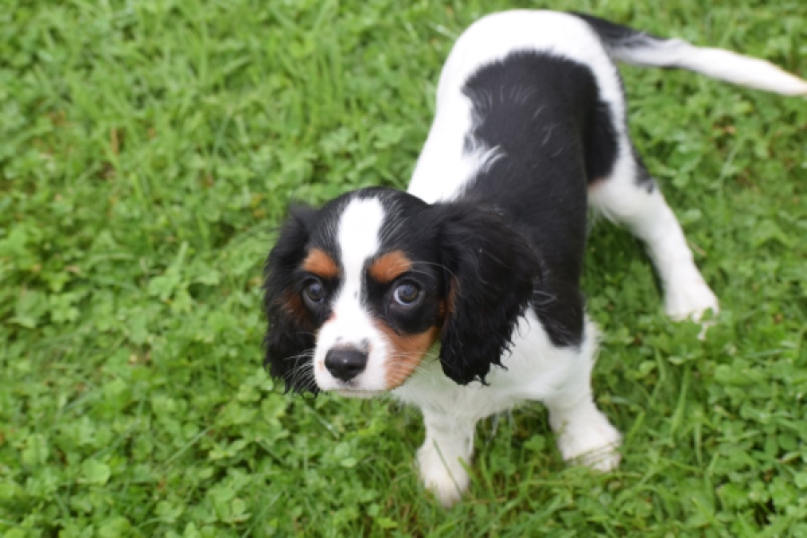 Cavalier King Charles Spaniel (reu) 79605