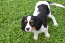 Cavalier King Charles Spaniel (reu) 79605