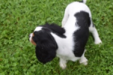 Cavalier King Charles Spaniel (reu) 79605