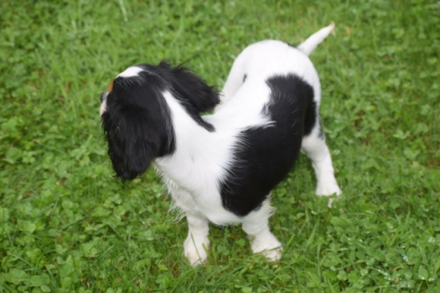 Cavalier King Charles Spaniel (reu) 79605