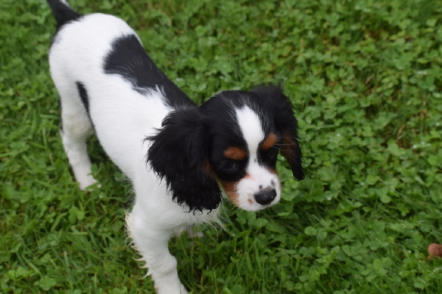 Cavalier King Charles Spaniel (reu) 79605