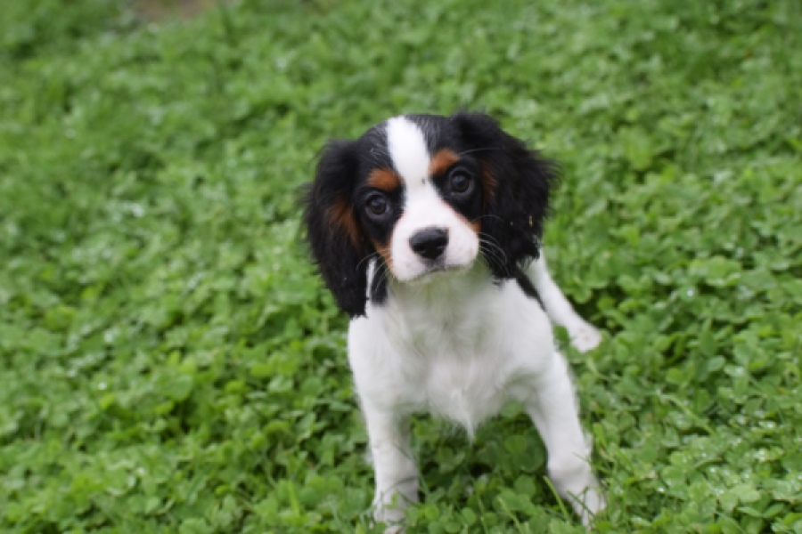 Cavalier King Charles Spaniel (reu) 79513