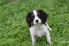 Cavalier King Charles Spaniel (reu) 79513