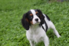 Cavalier King Charles Spaniel (reu) 79513