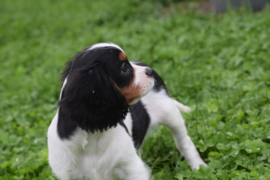 Cavalier King Charles Spaniel (reu) 79513