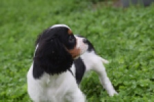 Cavalier King Charles Spaniel (reu) 79513