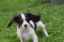 Cavalier King Charles Spaniel (reu) 79513