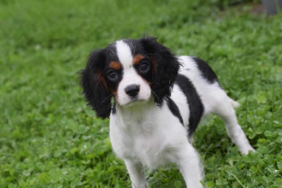 Cavalier King Charles Spaniel (reu) 79513