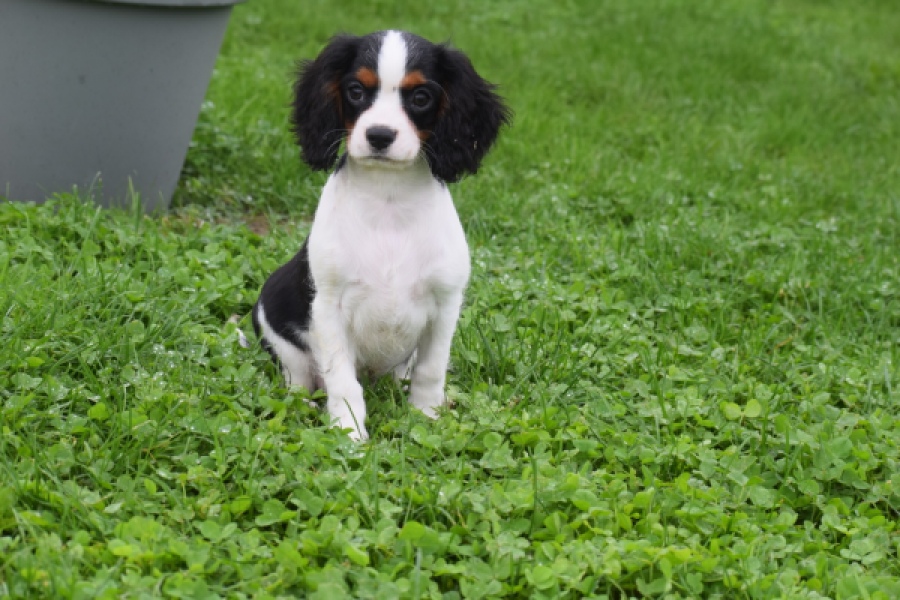 Cavalier King Charles Spaniel (reu) 79513