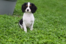 Cavalier King Charles Spaniel (reu) 79513