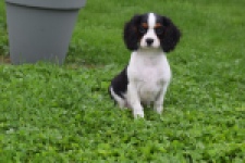 Cavalier King Charles Spaniel (reu) 79513