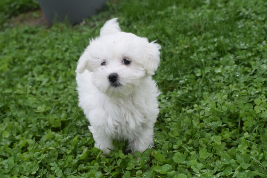 Maltezer (teef) 81085
