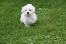 Maltezer (teef) 81085